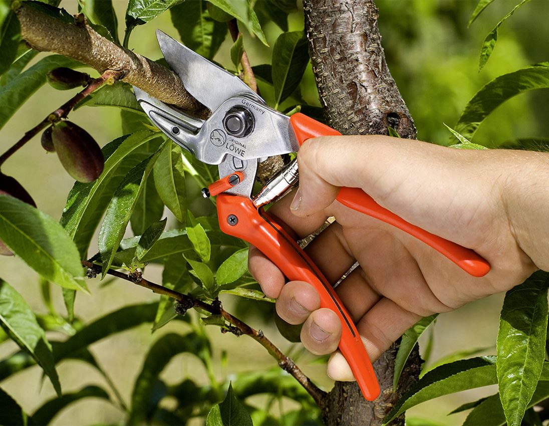 Scissors: Anvil shears Löwe 8