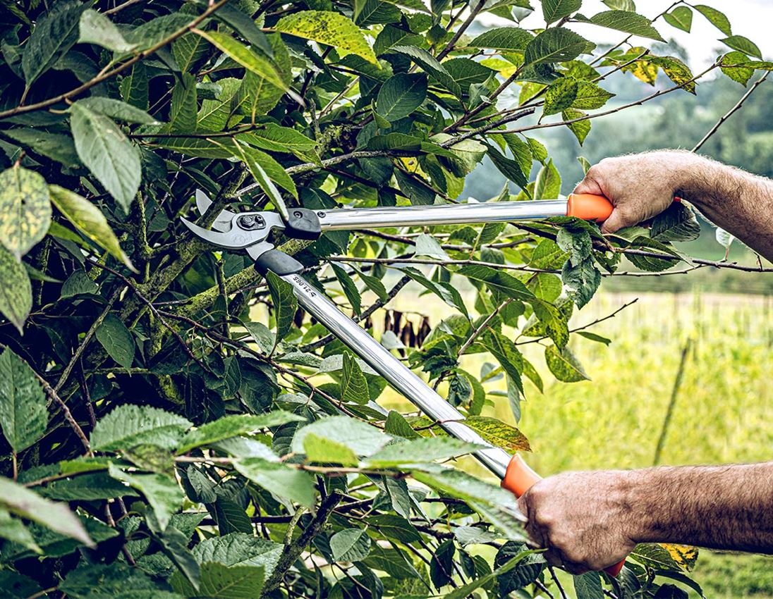 Scissors: Bypass pruning shears Löwe 21